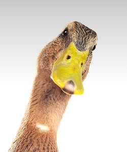 KBP duck